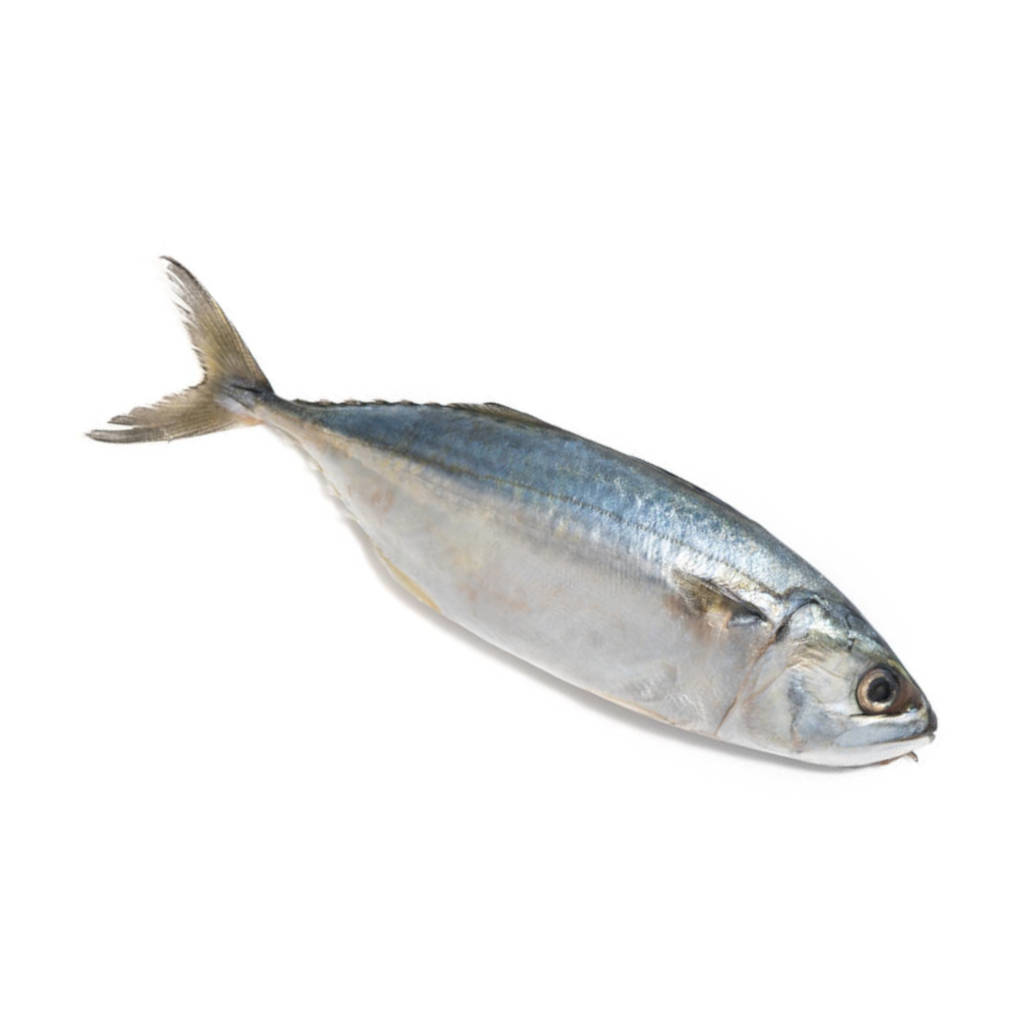 FZ Kembong 4-6 (PKT)